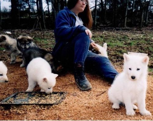 Very cute cute wolf hybrid available for sale now