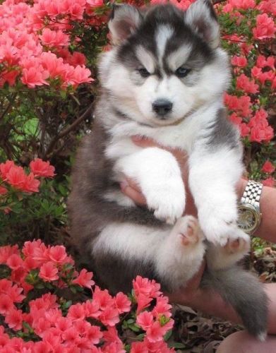 Lovely Give Away X-mas Siberian Husky Puppies