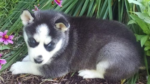 Gorgeous* X-mas* Husky* Puppies**(***) ***-***4