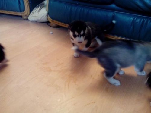 Adorable Siberian Huskies For Sale. ***