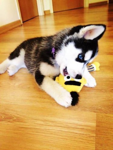 cute siberian husky puppies available now