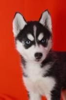 Sweet adorable Siberian huskies puppies