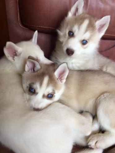 Siberian Husky Puppies for sale in Virginia Beach, VA, USA. price: NA