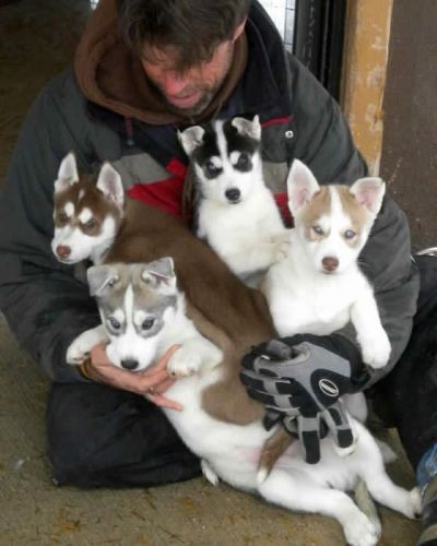 Siberian Husky Puppies for sale in Sacramento, CA, USA. price: $300