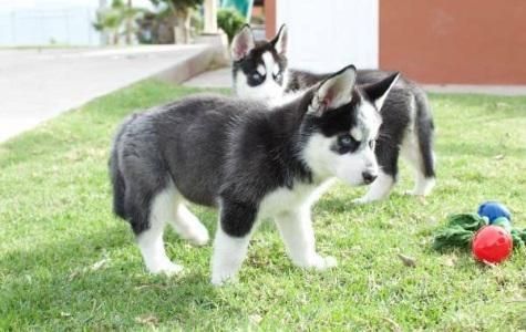Siberian Husky For Free