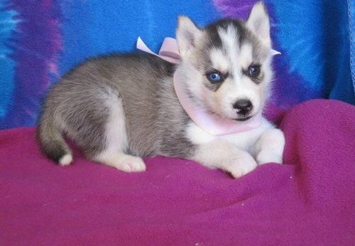 Sweet Siberian Husky Puppies(***) ***-***5