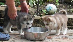 Healthy blue eyes Siberian Husky puppies ready