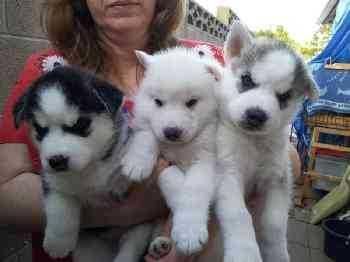 Husky Puppies for Adoption