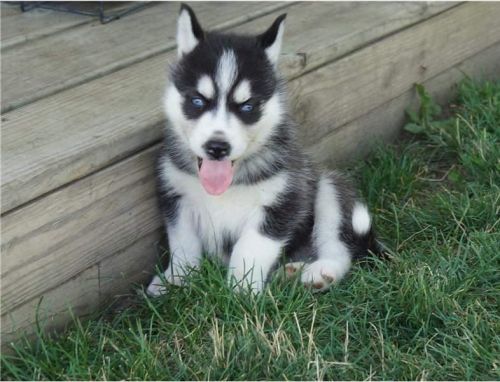 Siberian Husky Puppies for sale in New York, NY, USA. price: NA