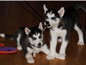 Lovely Siberian Huskies