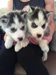 Siberian Husky Puppies for sale in Dallas, TX, USA. price: NA