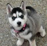 Extra Cute and Charming Siberian Husky
