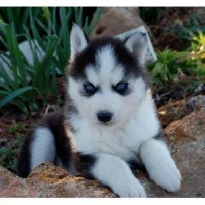 Siberian Husky Puppies for sale in Washington, DC, USA. price: NA