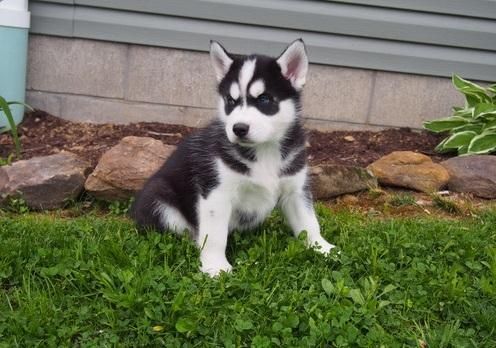 Siberian Husky Puppies for sale in Indianapolis, IN, USA. price: $500