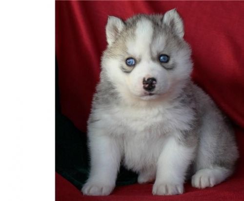 Husky Puppies available