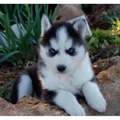 Blue Eyes Siberian Husky Puppies For Adoption