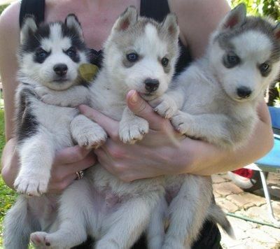 Siberian Husky Puppies for Sale
