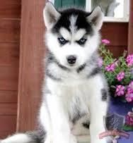 Siberian Husky Puppies for sale in Virginia Beach, VA, USA. price: NA