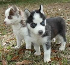 male and female Siberian Husky Puppies