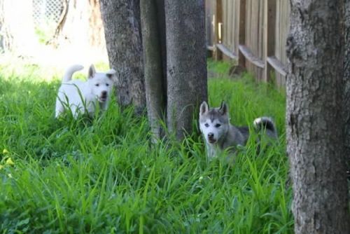 $350 Siberian Husky Puppies Male & Female.