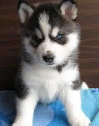 nice Siberian husky puppies