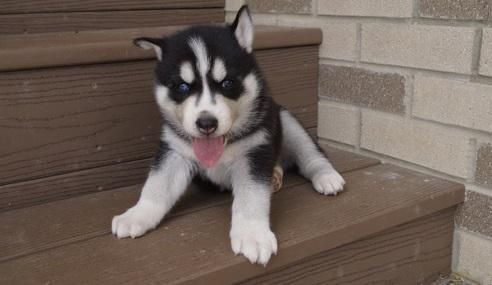 4 Beautiful Blue Eyed Siberian Husky Puppies