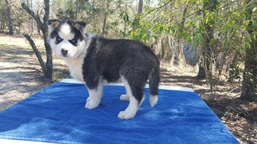 Siberian Husky Puppies for sale in Dallas, TX, USA. price: NA
