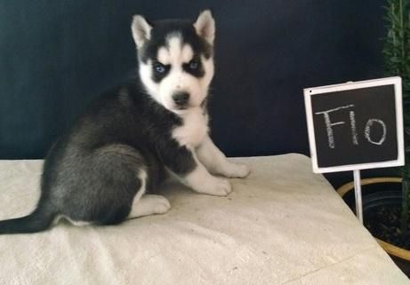 Siberian Husky puppies ready to go