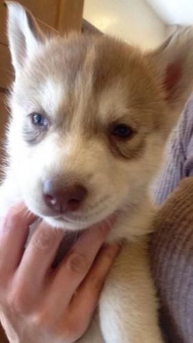 Siberian husky puppies