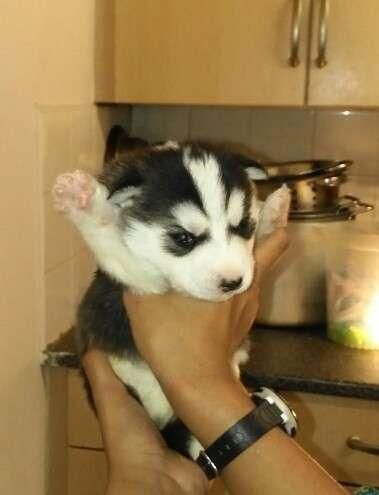 wrecf siberian huskies for adoption