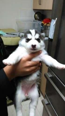 fgvg siberian huskies for adoption