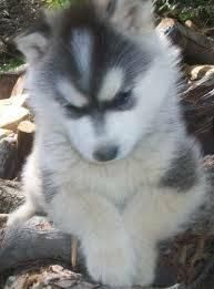 1 Male &1 Female Siberian Husky Text ***