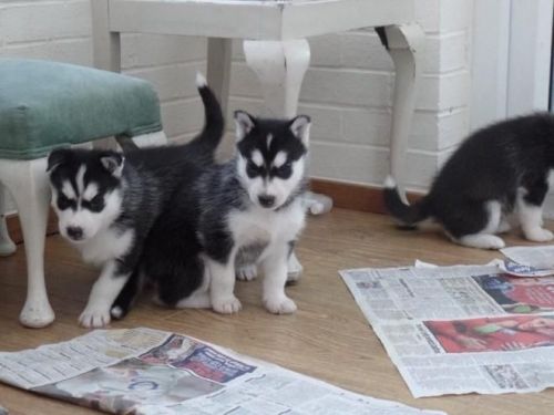 Healthy Blue Eyes Siberian Husky puppies