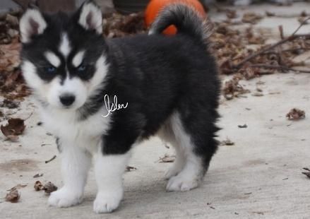 Akc siberian huskies for sale