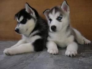 Purebred Siberian Husky Puppies..