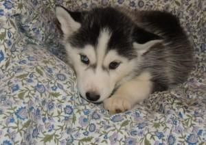 Siberian Husky Puppies Ready For Adoption.