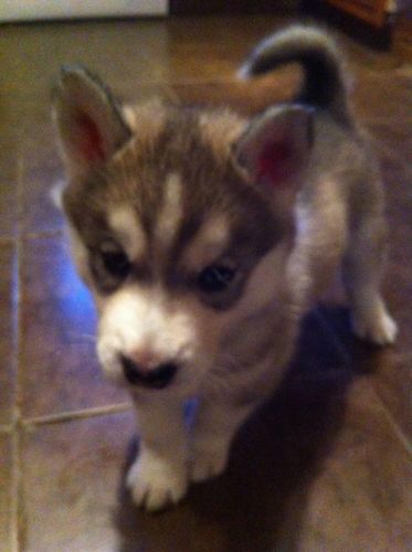 Stunning Husky Pups, 1 Girl And 1 Boy Left