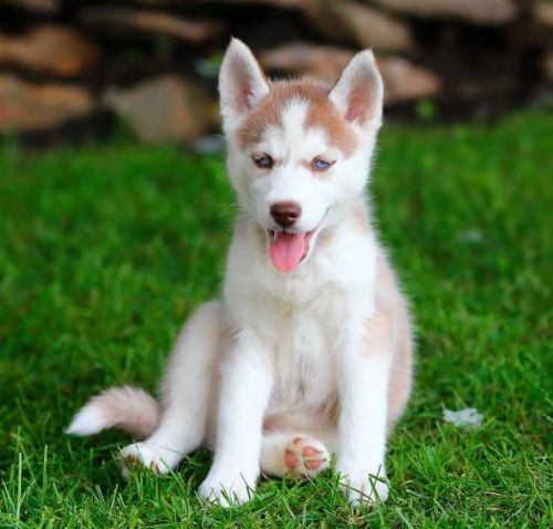 Siberian Husky Puppies for sale