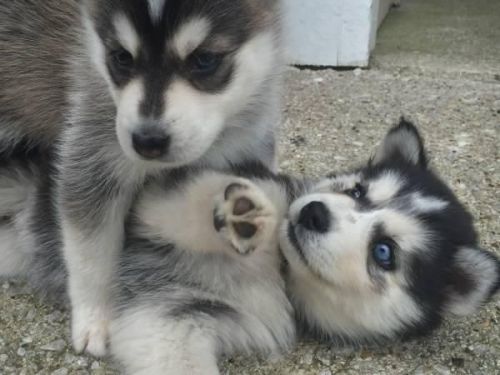 Siberian Husky Puppies for sale in Sacramento, CA, USA. price: NA