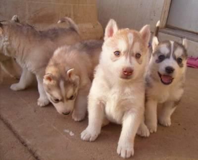 Males and Females Siberian Huskies