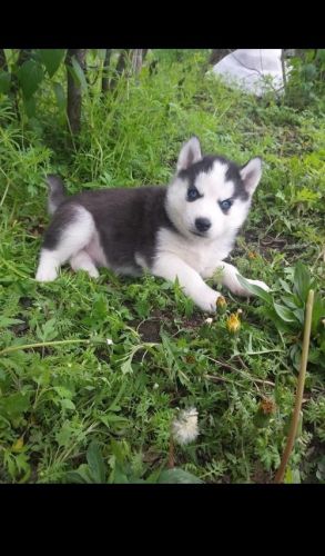 Siberian Husky Puppies for sale in New York, NY, USA. price: $300