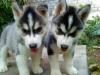 Siberian husky puppies for adoption