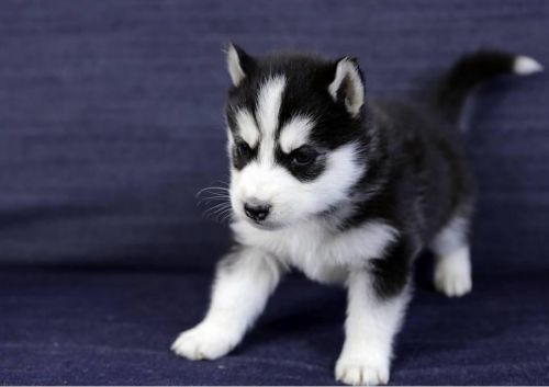 Huskies For Sale Text ***********3