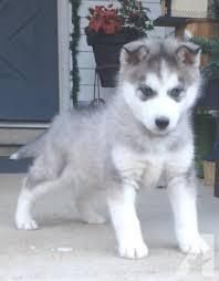 Siberian Husky Puppies for sale in Colorado Springs, CO, USA. price: NA