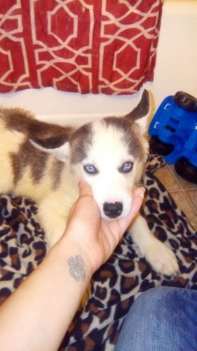 5 ckc husky pups 9 weeks old