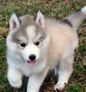 Siberian Husky Puppies for sale in Los Angeles, CA, USA. price: NA