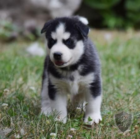 11 weeks old siberian huskies