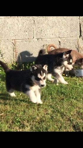 Incredible Siberian Husky Puppies