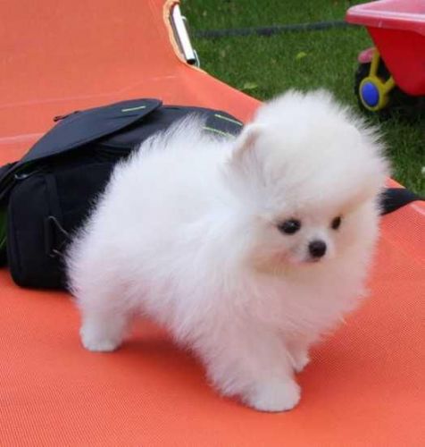 M/f Pomeranian Puppies Text (***) ***-***6
