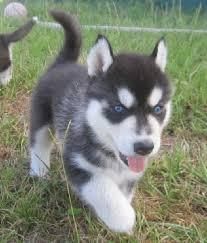 Blue Eyed Husky Puppies